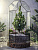 Новогодний флорариум Ёлка - миниатюра
