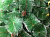 Искусственная елка с шишками (60 см) - миниатюра - рис 3.