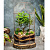Сад в стекле Бонсариум - миниатюра