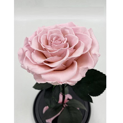 Розовая роза в колбе (большая) - рис 2.