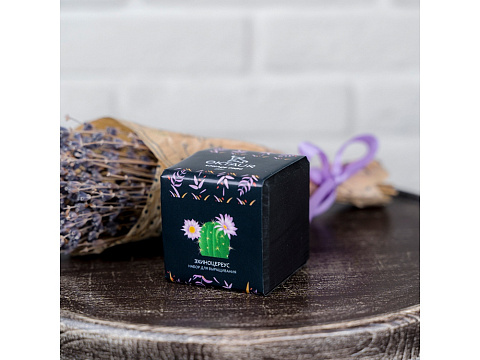 Набор для выращивания Small village cube Эхиноцереус - рис 3.