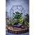 Сад в стекле “Эйфория” - миниатюра