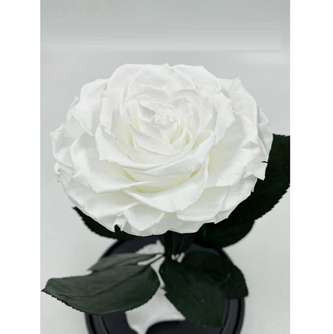 Белая роза в колбе (большая) - рис 2.
