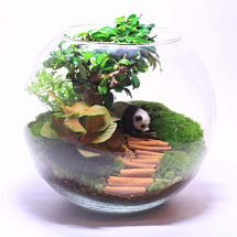 Сад в стекле “Бонсай”