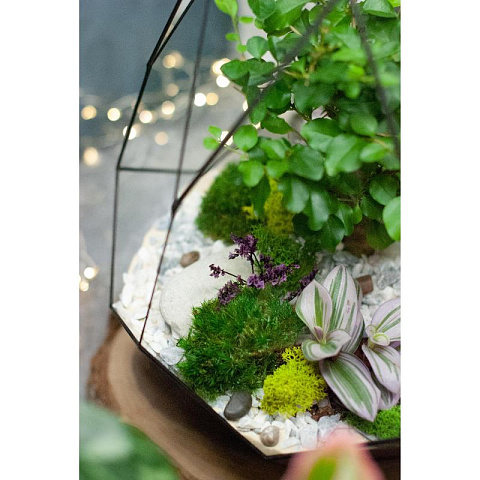 Сад в стекле Гармония природы - рис 6.